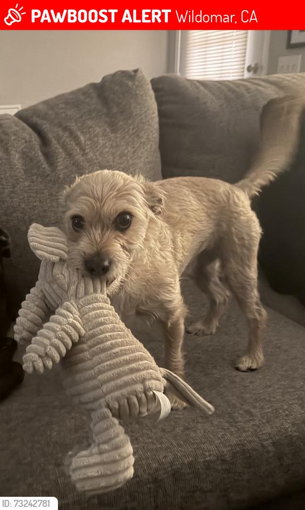 Lost Male Dog last seen Cherry, Wildomar, CA 92595
