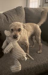 Lost Male Dog last seen Cherry, Wildomar, CA 92595