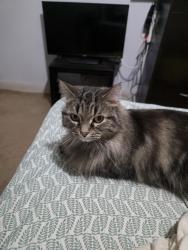 Lost Female Cat last seen Keller rd and cedar st, Holt, MI 48842