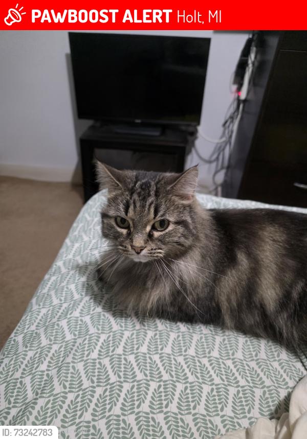 Lost Female Cat last seen Keller rd and cedar st, Holt, MI 48842