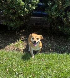 Reunited Male Dog last seen Robinson Rd, Newton, NC 28602