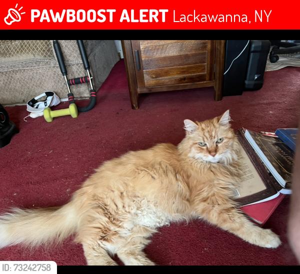 Lost Male Cat last seen Gardenville nursery (Willet Rd), South Park, Lackawanna, NY 14218