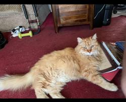 Lost Male Cat last seen Gardenville nursery (Willet Rd), South Park, Lackawanna, NY 14218