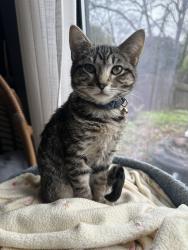 Reunited Female Cat last seen Near westbrook drive, Citrus Heights, CA 95621