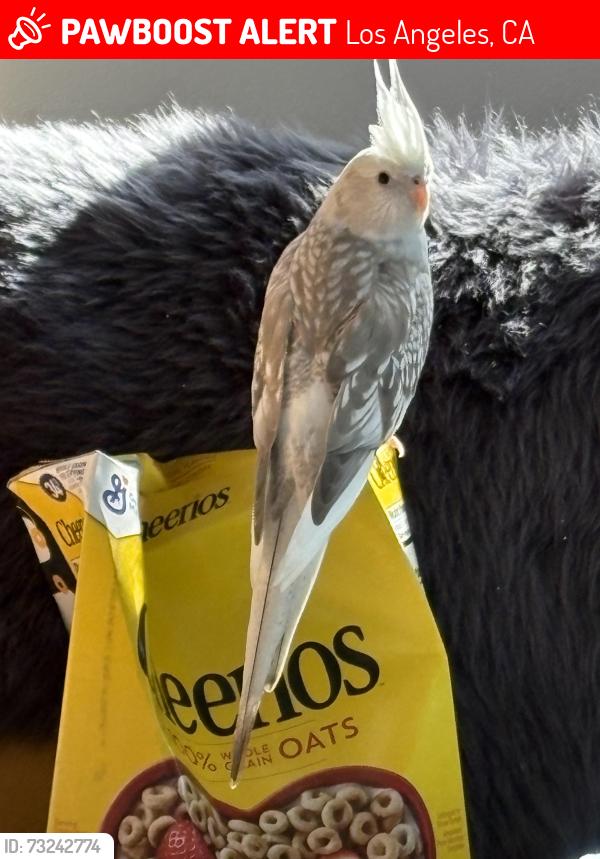 Lost Female Bird last seen Helen Place and Terhune Avenue, Los Angeles, CA 91040