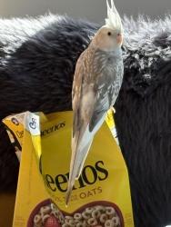 Lost Female Bird last seen Helen Place and Terhune Avenue, Los Angeles, CA 91040