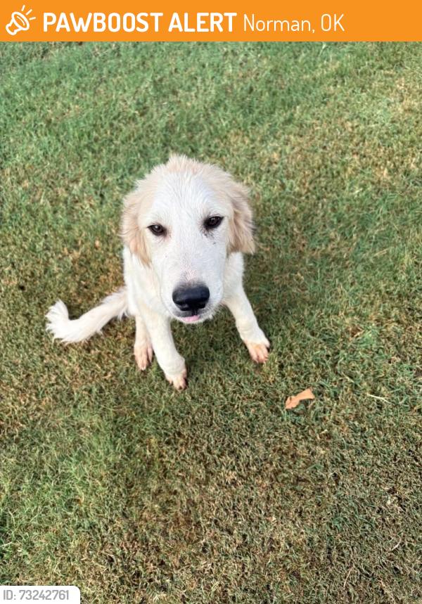 Found/Stray Female Dog last seen SE 96th and Highway 9, Norman, OK 73068