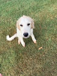 Found/Stray Female Dog last seen SE 96th and Highway 9, Norman, OK 73068