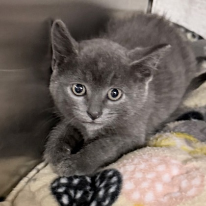 Shelter Stray Female Cat last seen Sun Valley Parkway, Belleville, Village of, WI, 5132 Voges Rd, Madison, WI 53718, USA