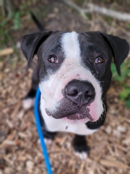 Shelter Stray Male Dog last seen Near W Lexington, 21223, MD, 2490 Giles Rd, Baltimore, MD 21225, USA