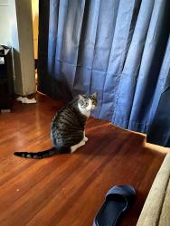 Lost Male Cat last seen Ontario St, Albany, NY 12208