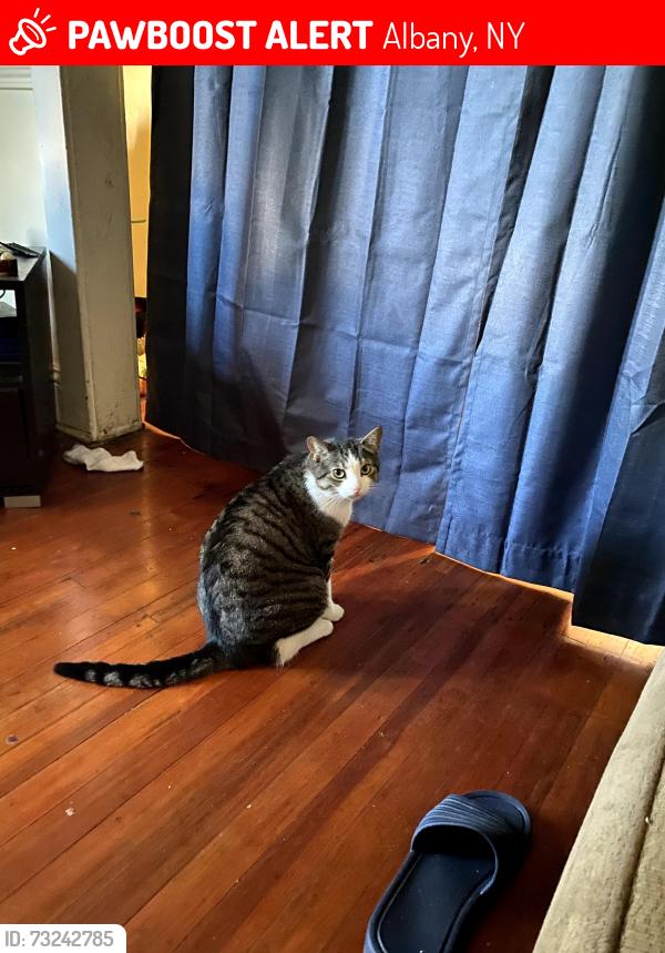 Lost Male Cat last seen Ontario St, Albany, NY 12208
