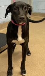 Shelter Stray Female Dog last seen Near Ramblewood Circle, 30035, GA, 3280 Chamblee Dunwoody Rd, Chamblee, GA 30341, USA
