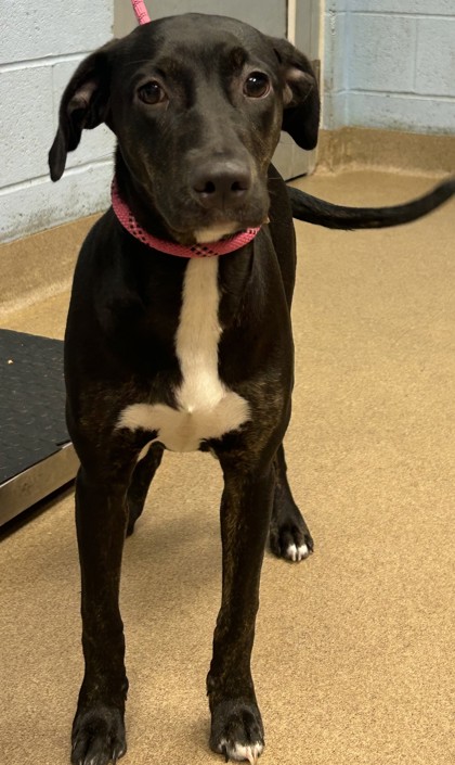 Shelter Stray Female Dog last seen Near Ramblewood Circle, 30035, GA, 3280 Chamblee Dunwoody Rd, Chamblee, GA 30341, USA