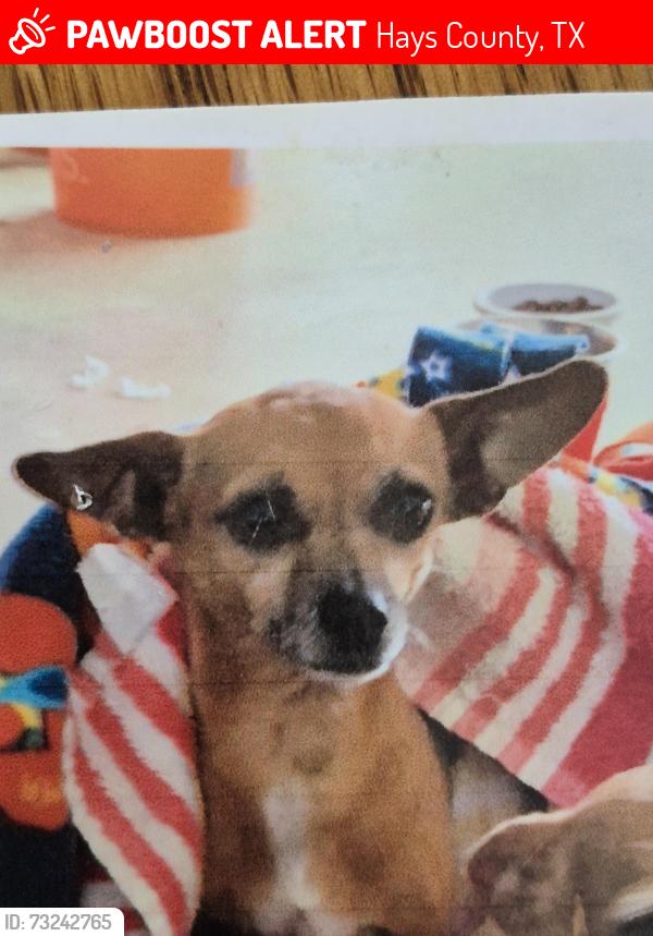 Lost Female Dog last seen Near Timberline Dr, Hays County, TX 78676