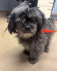 Shelter Stray Male Dog last seen Near Summit Creek DR, Stone Mtn, GA 30083, 30083, GA, 3280 Chamblee Dunwoody Rd, Chamblee, GA 30341, USA