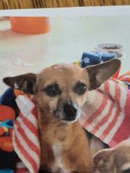 Lost Female Dog last seen Near Timberline Dr, Hays County, TX 78676
