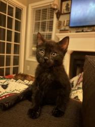 Shelter Stray Female Cat last seen Near Maryland Dr, 30340, GA, 3280 Chamblee Dunwoody Rd, Chamblee, GA 30341, USA