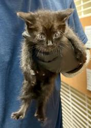 Shelter Stray Male Cat last seen Near Maryland Dr, 30340, GA, 3280 Chamblee Dunwoody Rd, Chamblee, GA 30341, USA