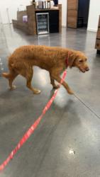 Found/Stray Female Dog last seen Near Cross Timbers Park, Douglas street, North Richland Hills, TX 76182
