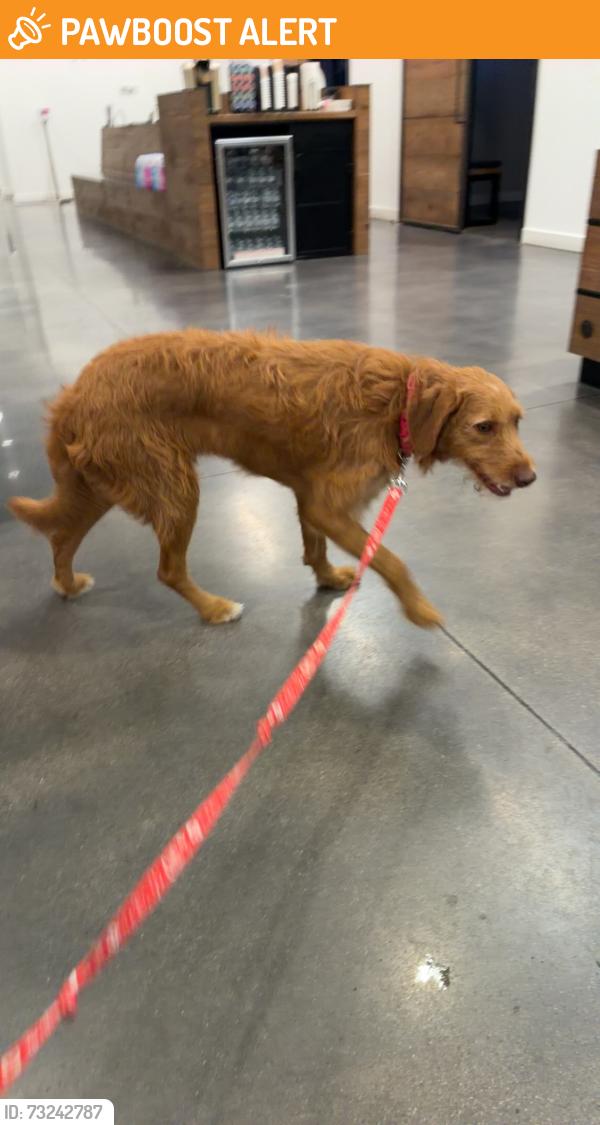 Found/Stray Female Dog last seen Near Cross Timbers Park, Douglas street, North Richland Hills, TX 76182