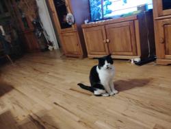 Lost Male Cat last seen County road 141 spoke ln hse 66a, Medanales, NM 87548