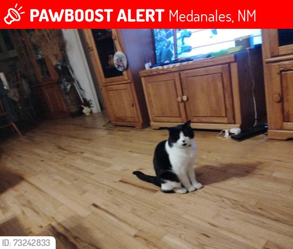Lost Male Cat last seen County road 141 spoke ln hse 66a, Medanales, NM 87548