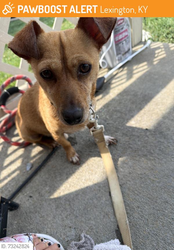 Found/Stray Male Dog last seen IGA store, Lexington, KY 40511