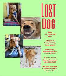 Lost Male Dog last seen Pumphouse rd, Westminster, SC 29693