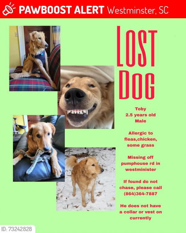 Lost Male Dog last seen Pumphouse rd, Westminster, SC 29693