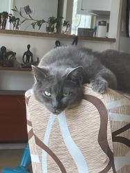 Lost Female Cat last seen Bayridge and Roosevelt Drives., Kingston, ON K7M 9A3