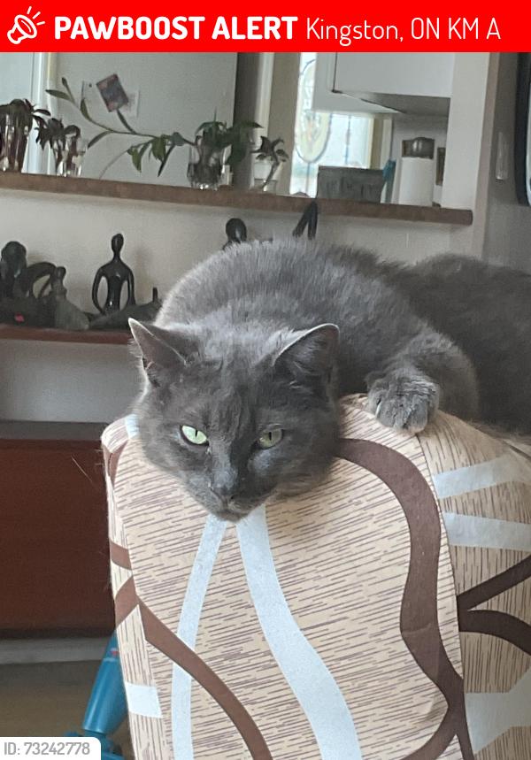 Lost Female Cat last seen Bayridge and Roosevelt Drives., Kingston, ON K7M 9A3