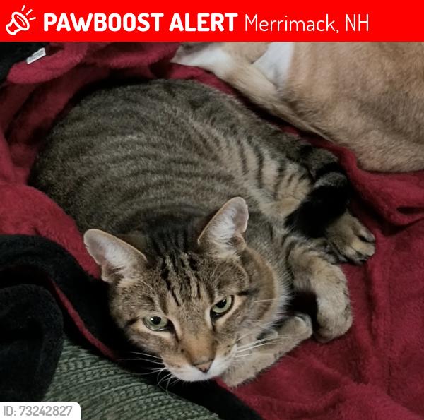 Lost Male Cat last seen Longa Road, Merrimack, NH 03054