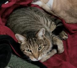 Lost Male Cat last seen Longa Road, Merrimack, NH 03054