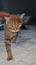 Found/Stray Male Cat last seen Brenton, Lynwood, CA 90262