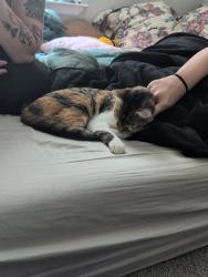 Found/Stray Female Cat last seen Lake pointe apmts, Melbourne, FL 32901