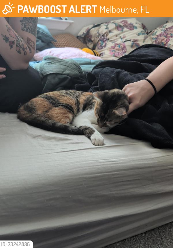 Found/Stray Female Cat last seen Lake pointe apmts, Melbourne, FL 32901
