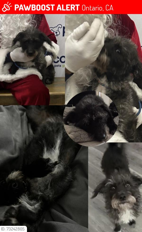 Lost Female Dog last seen FRIDAY AUGUST 7, 2026 IN ONTARIO, CA 91762 NEAR 6TH ST AND N SAN ANTONIO AVE ONTARIO SOMEONE MAY HAVE SEEN HER IN MONTCLAIR, Ontario, CA 91762