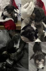 Lost Female Dog last seen FRIDAY AUGUST 7, 2026 IN ONTARIO, CA 91762 NEAR 6TH ST AND N SAN ANTONIO AVE ONTARIO SOMEONE MAY HAVE SEEN HER IN MONTCLAIR, Ontario, CA 91762