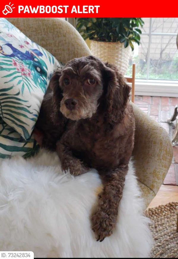 Lost Male Dog last seen Near twp road 514 shady lane division, Strathcona County, AB T8B 1K9
