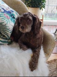 Lost Male Dog last seen Near twp road 514 shady lane division, Strathcona County, AB T8B 1K9