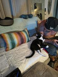 Lost Male Cat last seen Dartmouth and 60th Street north, St. Petersburg, FL 33710