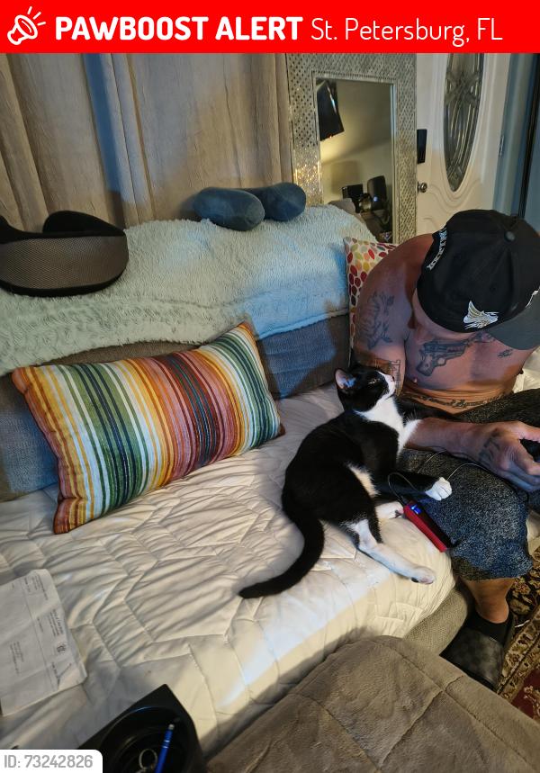 Lost Male Cat last seen Dartmouth and 60th Street north, St. Petersburg, FL 33710