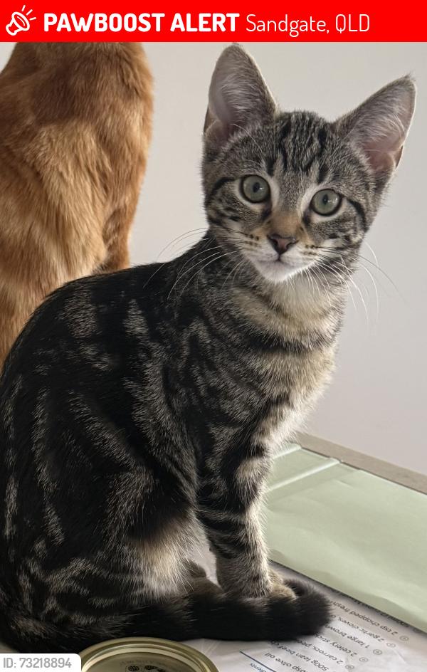 Lost Female Cat last seen 9th Avenue, 10th Avenue, Sandgate Foreshore, Sandgate, QLD 4017
