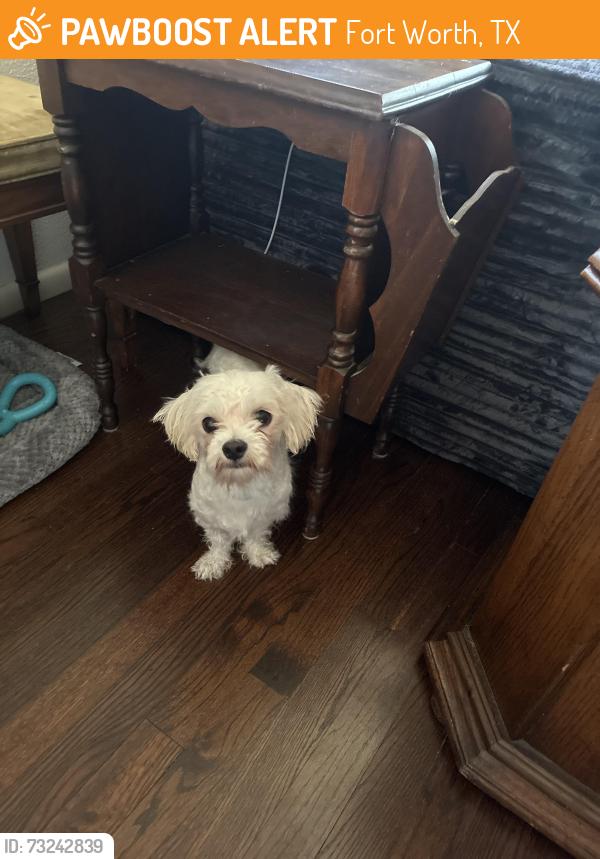 Found/Stray Male Dog last seen Calloway ct and Sam Calloway, Fort Worth, TX 76114