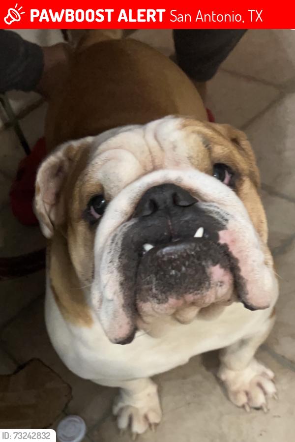 Lost Male Dog last seen Windsor hallow, San Antonio, TX 78239