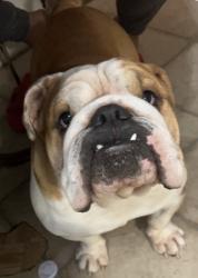 Lost Male Dog last seen Windsor hallow, San Antonio, TX 78239