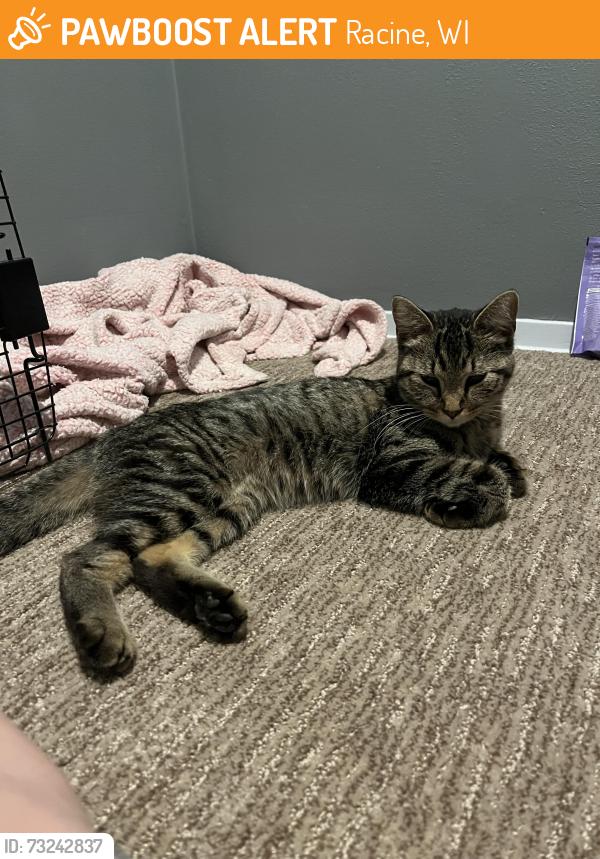 Found/Stray Female Cat last seen LaSalle and Goold street, Racine, WI 53404