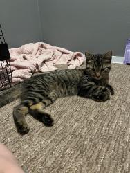 Found/Stray Female Cat last seen LaSalle and Goold street, Racine, WI 53404