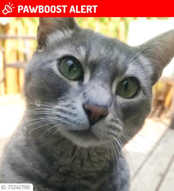 Lost Male Cat last seen bayview memorial park, tudhope st and Kirkpatrick, indian rd lakesjore, Oro-Medonte, ON L0L 1T0